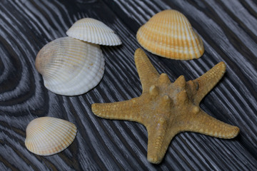 Starfish and many different seashells. On brushed pine boards painted in black and white.