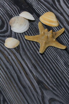 Starfish and many different seashells. On brushed pine boards painted in black and white.