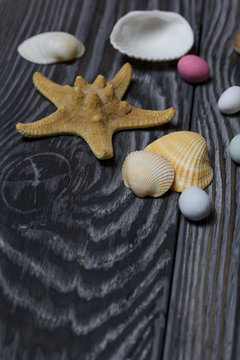 Starfish, pebbles and many different seashells. On brushed pine boards painted in black and white.