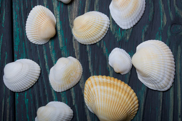 Sea shells of different shapes and sizes. On brushed pine boards painted black and green.