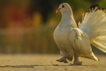 pigeon on white background