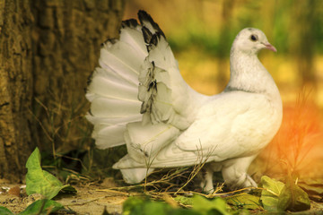 duck and ducklings