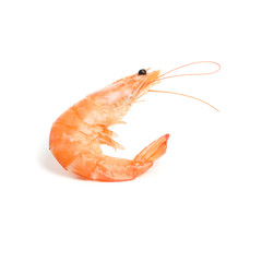 Delicious shrimp isolated on white background. Seafood