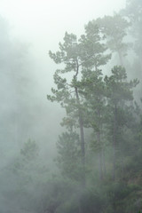 trees in fog poster