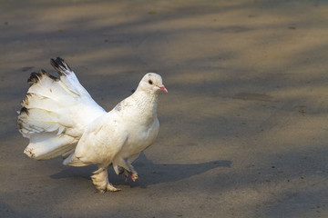 pigeon on a farm