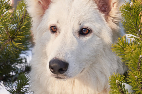 Horizontal image of an animal in winter in snow. Dog on walk in bright Sunny day.