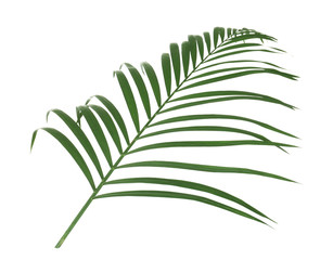 Beautiful lush tropical leaf isolated on white