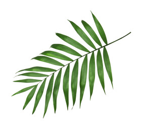 Beautiful lush tropical leaf isolated on white