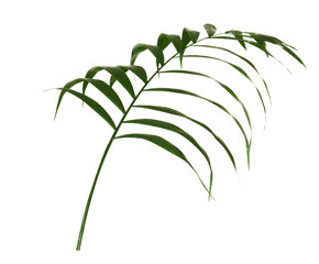 Beautiful lush tropical leaf isolated on white