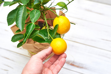 Hand picks a lemon from a bush on a light background.