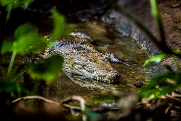Crocodile lies in the water and waits. Vienna. Austria