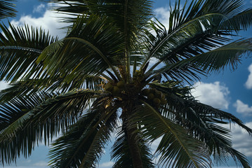 Fototapeta na wymiar Irgendwo im Nirgendwo am einsamen Strand auf der Karibikseite in Panama mit dunklem Sand und Kokospalmen, Fernweh ruft