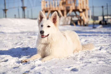 Horizontal image of an animal in winter in snow. Dog on walk in bright Sunny day.