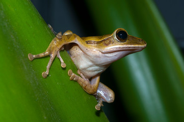 a little frog on a leaf