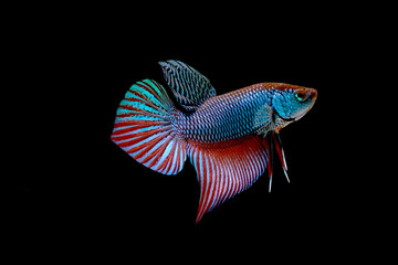 Blue and red wild betta fish, Siamese fighting fish, Pla-kad (Biting fish) isolated on black background.