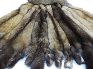 skins of natural fur sable