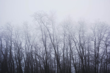 Fototapeta na wymiar Foggy woods