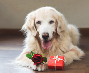 golden retriever dog lying down on wooden floor  with red rose and gift box in her front leg , smiling with her tongue out and looking at camera .Valentine's day concept.