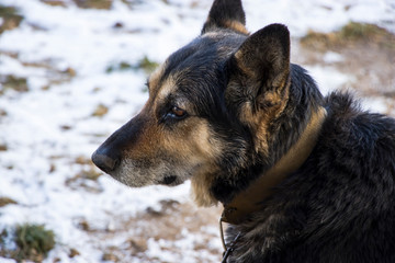 German Shepherd. A very sad dog is waiting for its owner. Lone watchdog on a chain. The concept of loneliness. Hachiko.