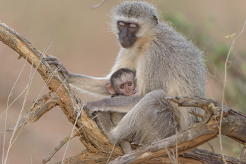 Vervet monkey baby with mom in the wilderness of Africa