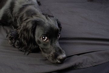 dog lying on floor