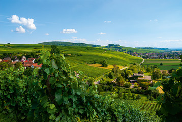 Weinberge Weintrauben Reben