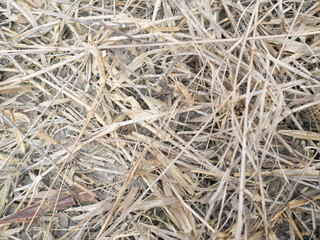 Dry grass. use as backgroun