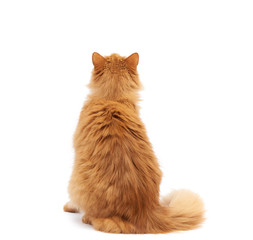 adult fluffy red cat sits with his back