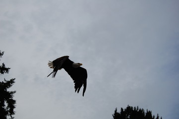 ave volando