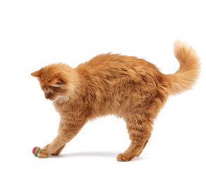 adult fluffy red cat plays with a red ball on a white background