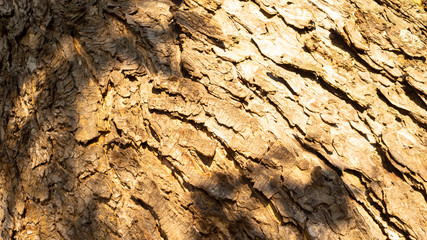 Old big tree trunk detail texture as natural background. brown tree trunk, texture. use for background