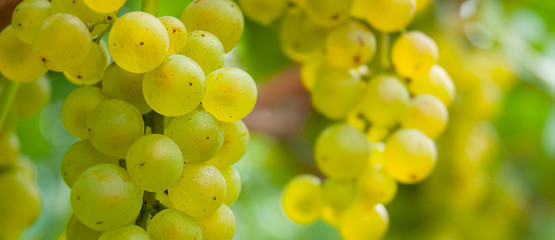 Weinberge Weintrauben Reben