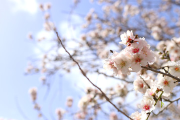 background of spring cherry blossoms tree. selective focus
