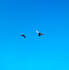FLYING DOVES ON THE BACKGROUND OF THE BLUE SKY