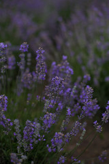 vertical photo of lavender bloom