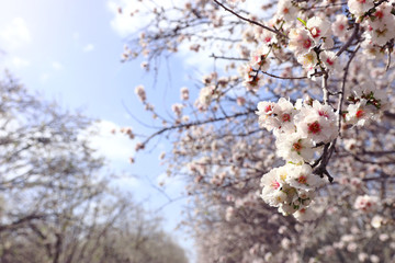 background of spring cherry blossoms tree. selective focus