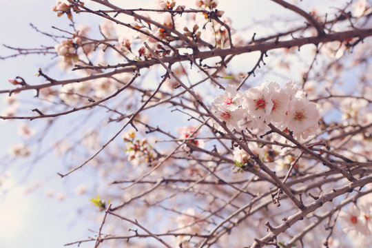 background of spring cherry blossoms tree. selective focus