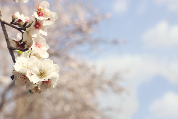 background of spring cherry blossoms tree. selective focus