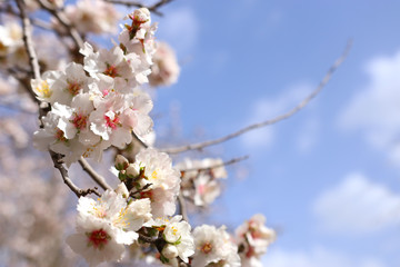 background of spring cherry blossoms tree. selective focus
