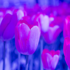 abstract background of tulips in color phantom blue and lash lava, concept color of the year 2020
