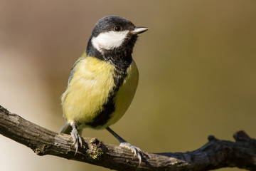Obraz premium Great tit (Parus major) common garden bird close up, black yellow and white bird perching on the branch with blurry background