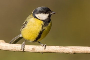 Fototapeta premium Great tit (Parus major) common garden bird close up, black yellow and white bird perching on the branch with blurry background