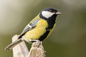 Obraz premium Bogatka (Parus major) wspólny ptak ogrodowy z bliska, czarny żółty i biały ptak przysiadła na gałęzi z rozmytym tłem