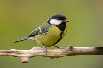Fototapeta premium Great tit (Parus major) common garden bird close up, black yellow and white bird perching on the branch with blurry background