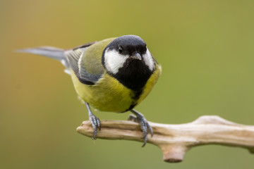 Great tit (Parus major) common garden bird close up, black yellow and white bird perching on the...