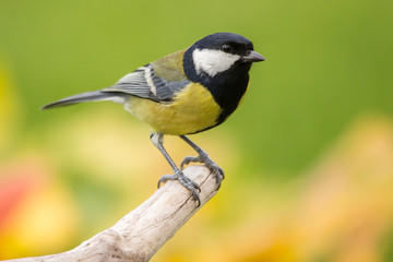 Great tit (Parus major) common garden bird close up, black yellow and white bird perching on the branch with warm autumn colors in blurry background