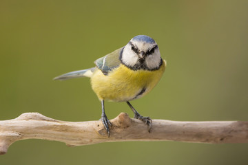 Blue tit (Cyanistes caeruleus) or Eurasian blue tit, small passerine bird in the tit family Paridae. Blue, yellow and white plumage small sized common garden bird.