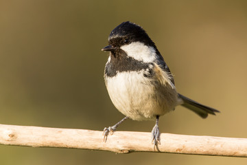 Coal tit (Periparus ater) or cole tit, black-crested tit, very small bird in family Paridae. Tiny bird with white nape spot on its black head, white striped tit