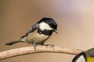 Coal tit (Periparus ater) or cole tit, black-crested tit, very small bird in family Paridae. Tiny bird with white nape spot on its black head, white striped tit