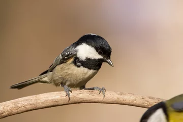 Selbstklebende Fototapeten Coal tit (Periparus ater) or cole tit, black-crested tit, very small bird in family Paridae. Tiny bird with white nape spot on its black head, white striped tit © Luka